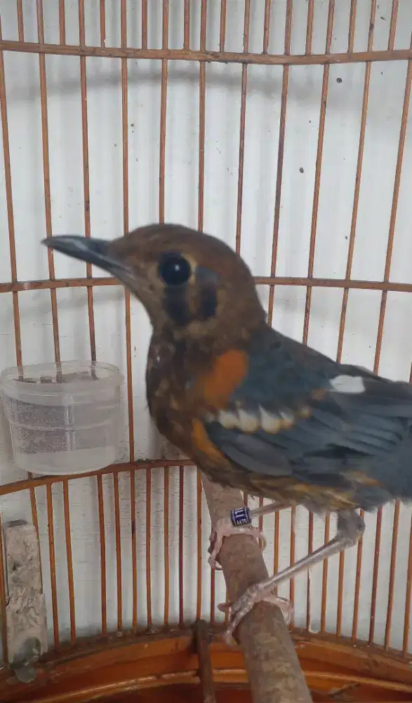 Burung Anis Merah trotol