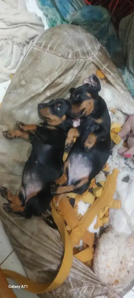 Jual cepat sepasang pure mini tekel