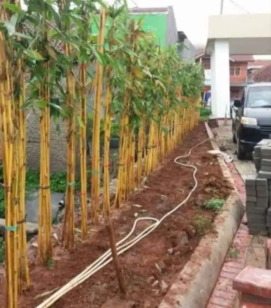 Pohon bambu kuning//bambu panda