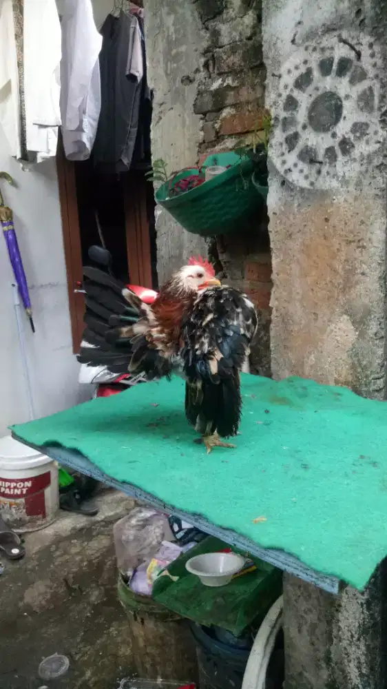 Ayam serama jantan selam