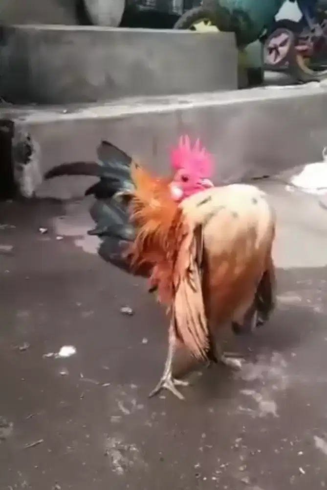 Ayam serama jantan selam