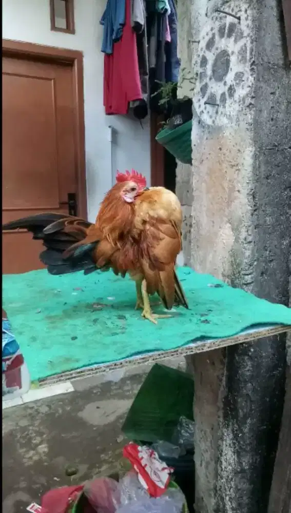 Ayam serama jantan selam
