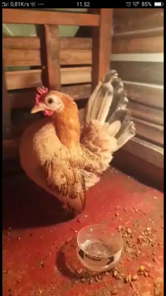Ayam serama betina indukan