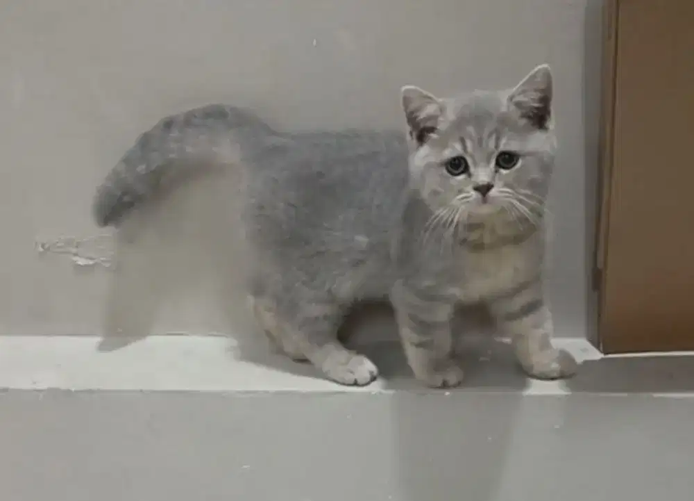 Kucing British short hair