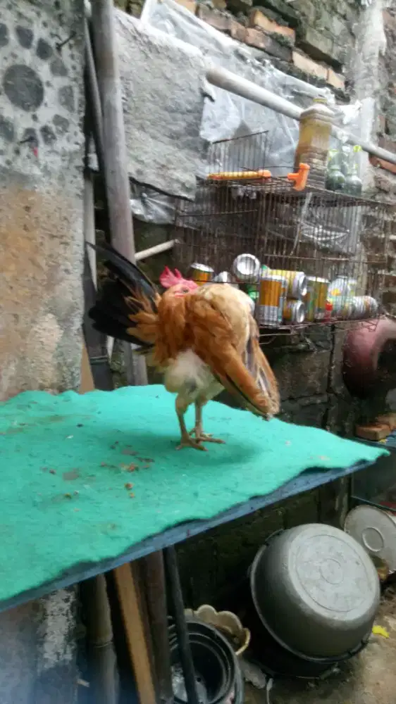 Ayam serama jantan selam