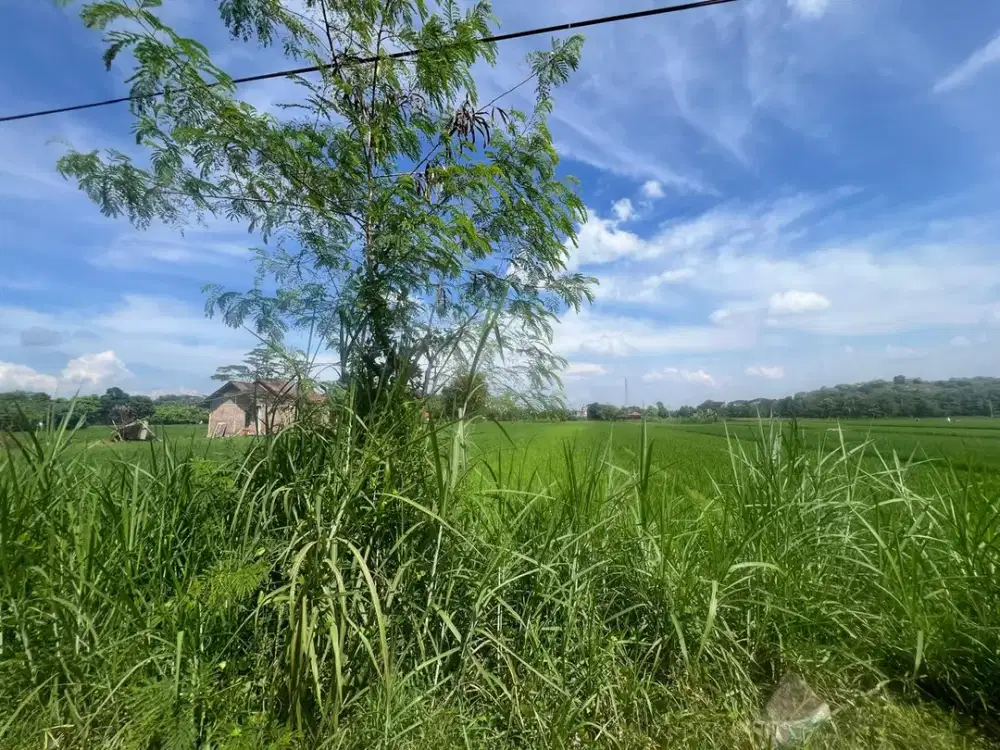 Dijual Tanah Sawah Lingkungan Asri Cocok Untuk Pertanian Dan Villa