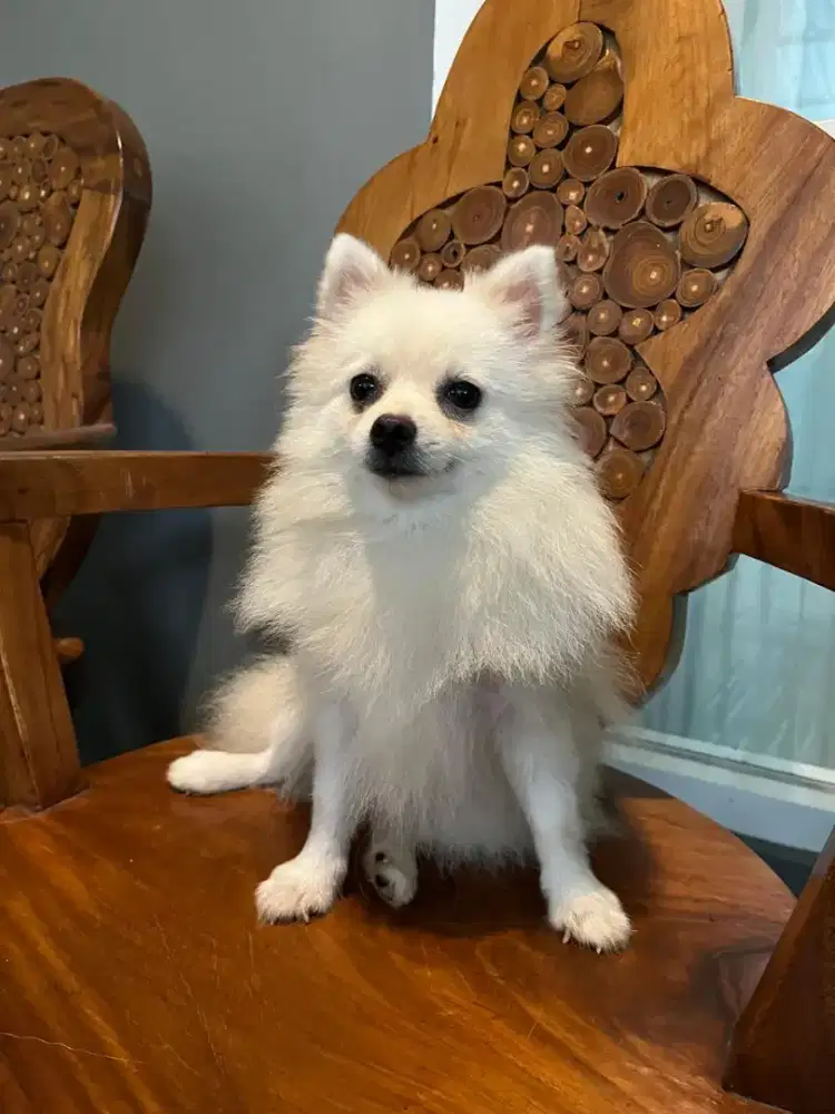 Minipom German Spitz Pomerania (Stambum)
