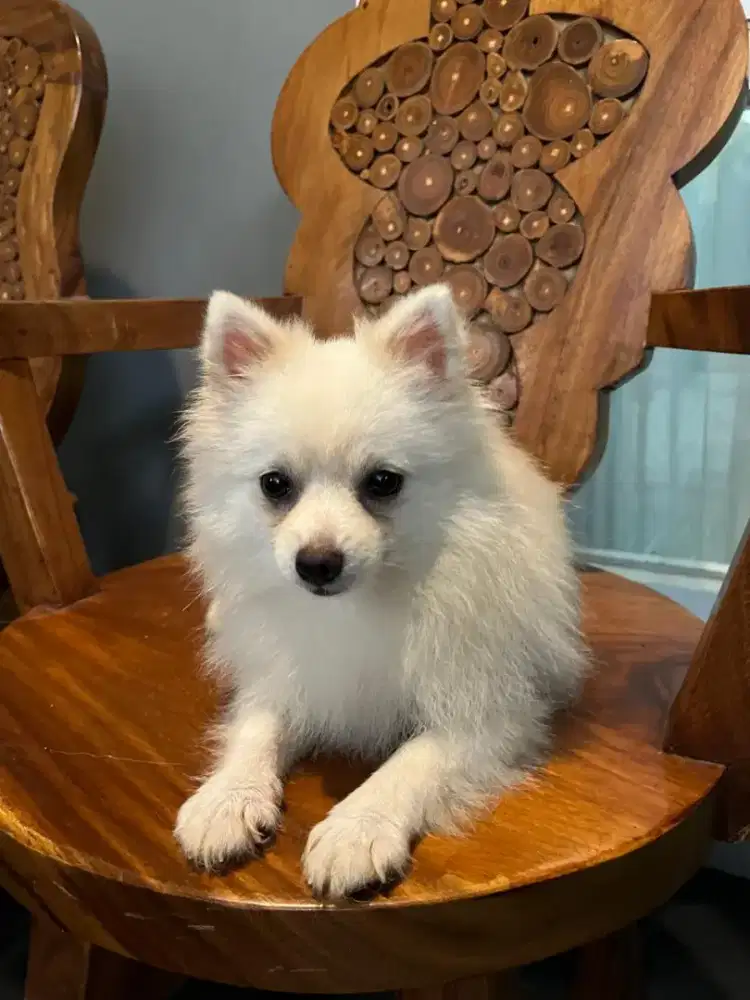 Minipom German Spitz Pomerania (Stambum)