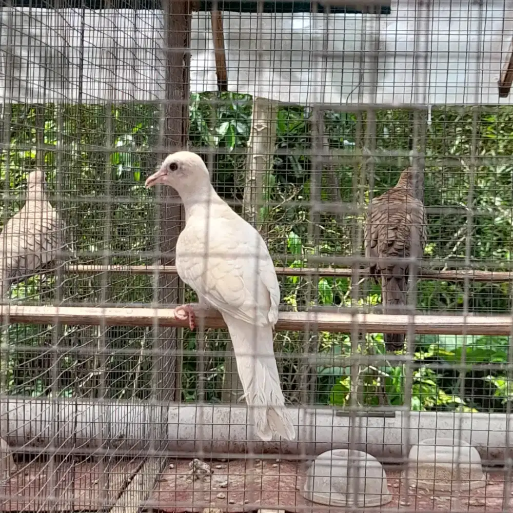 Perkutut silver putih siapan