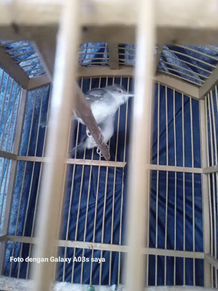 ciblek kristal sepasang