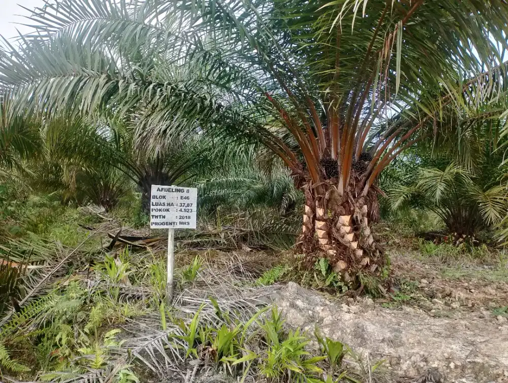 Perkebunan Kelapa Sawit Kalimantan