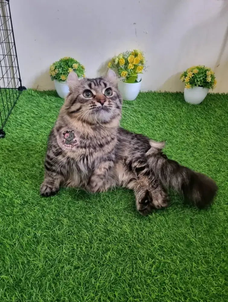 Munchkin Kinkalow Jantan