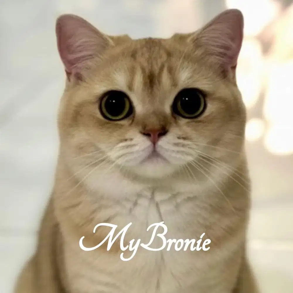 Kucing british shorthair golden ganteng