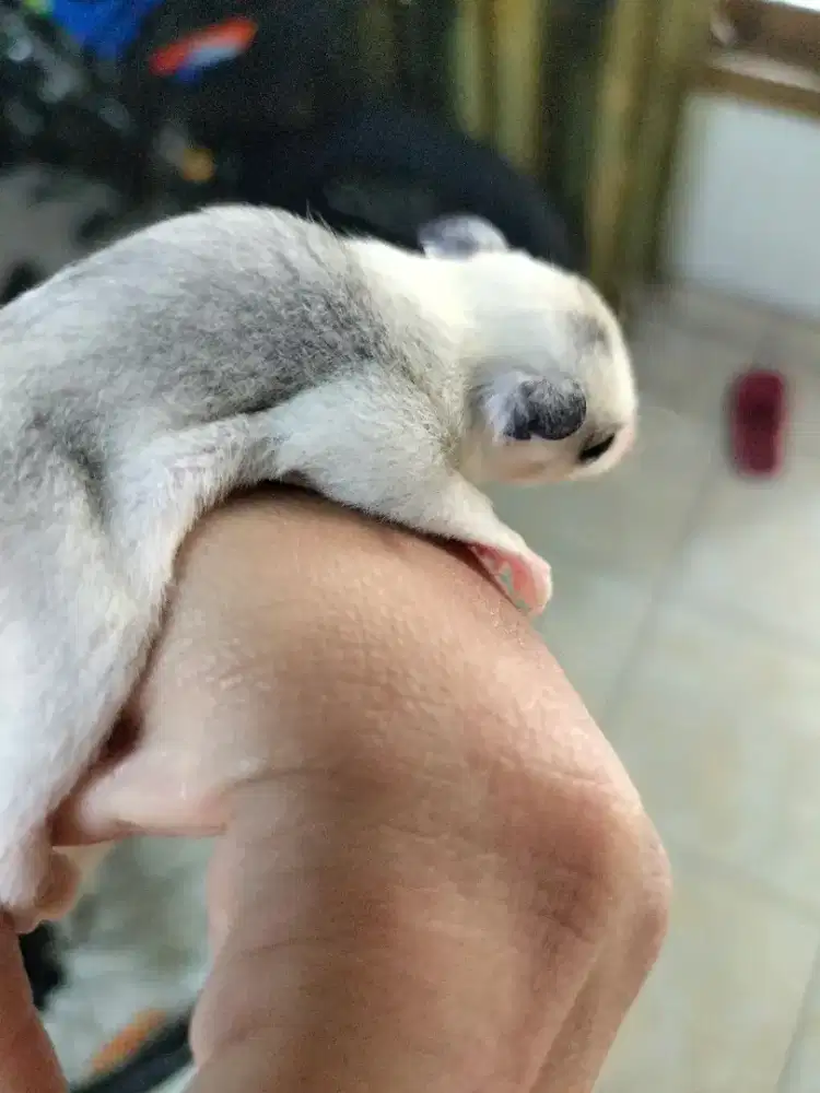 Sugar glider mosaic joey betina