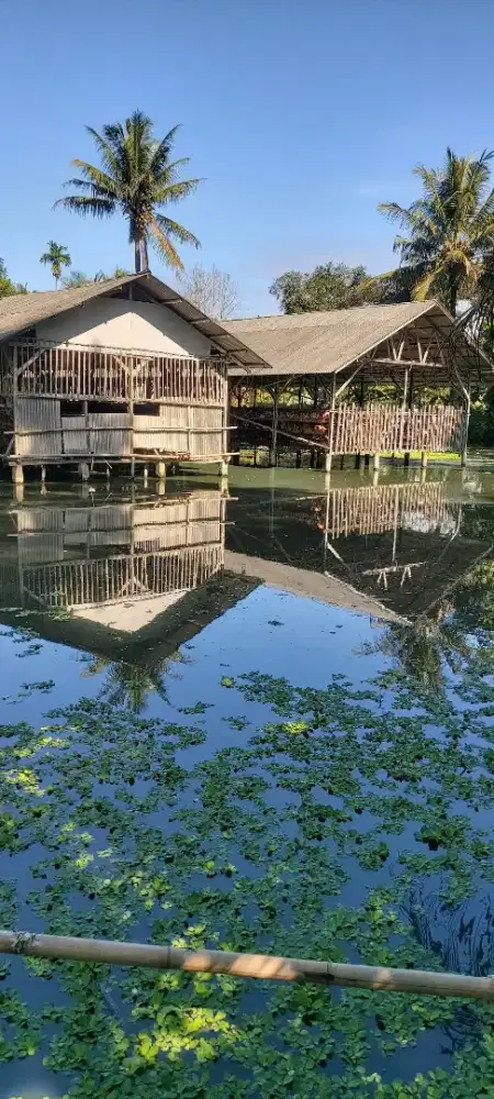 Dijual tanah sawah, balong, ada kandang ayam,