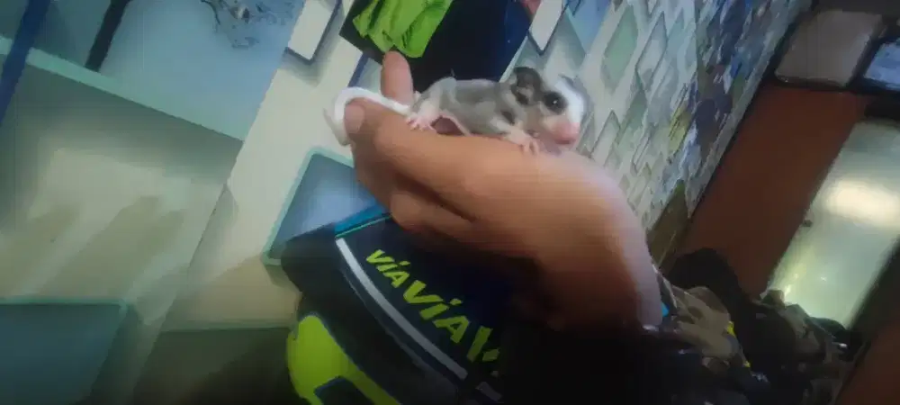 Sugar glider joy mozaik