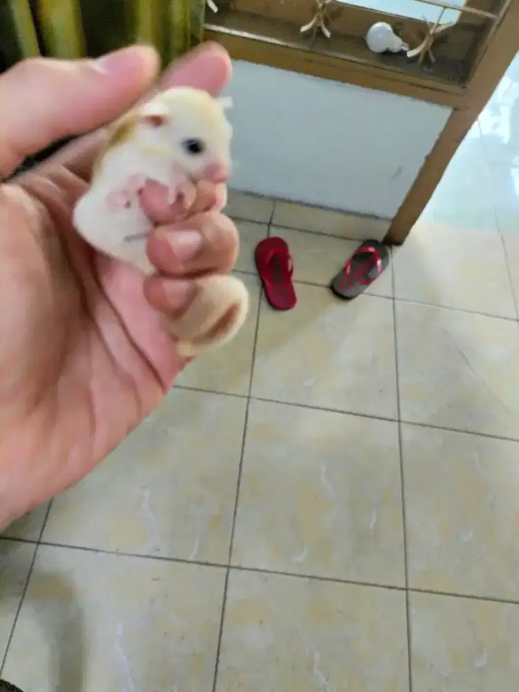Sugar glider leucistic joey betina