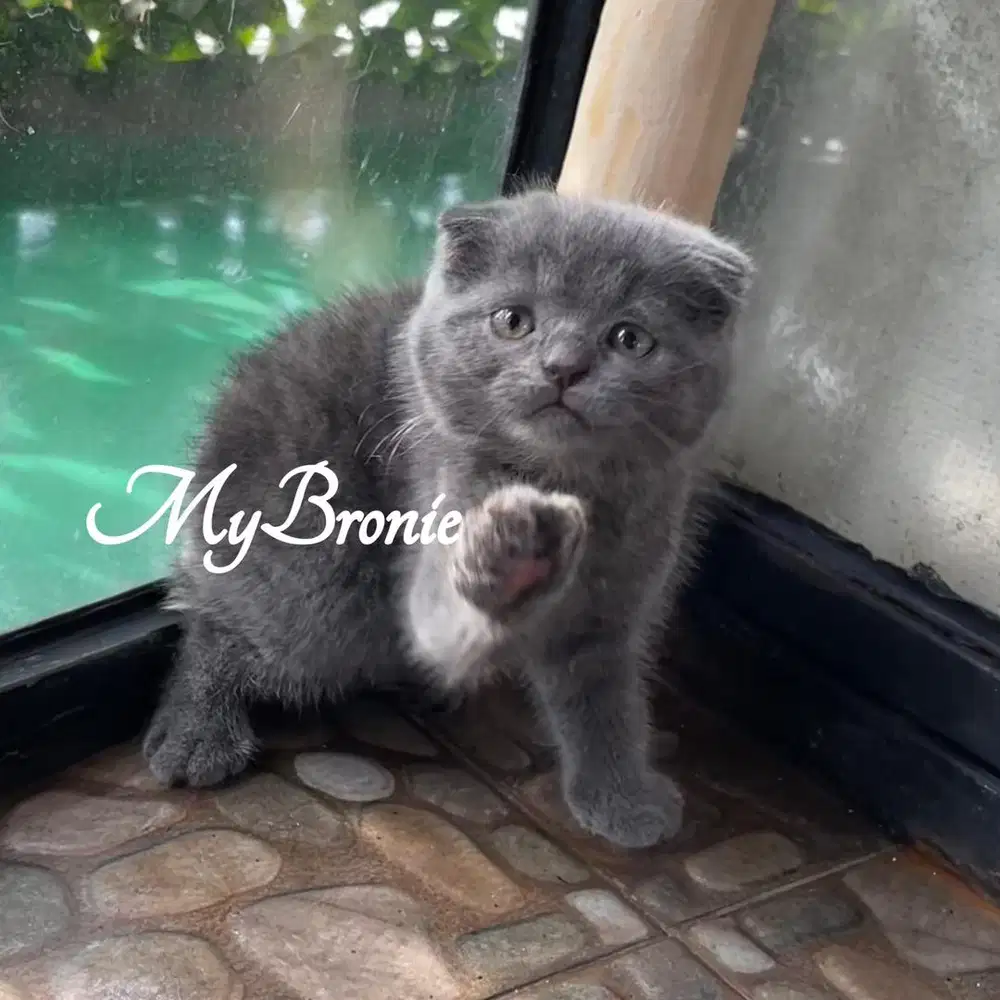 Kucing scottish fold jantan anakan import