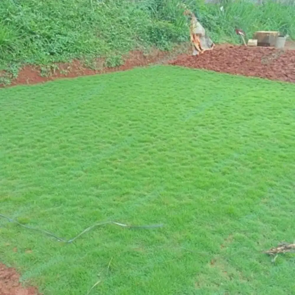 Jual rumput swiss | jual rumput gajah mini | jual rumput taman