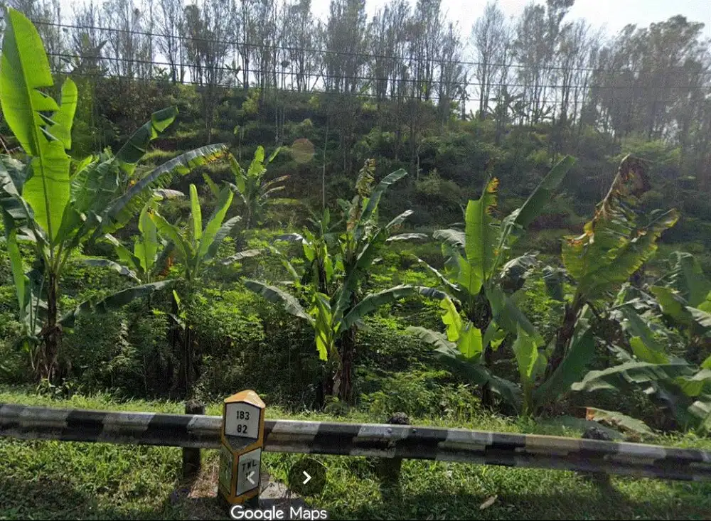 BU, Tanah SHM, Ds. Gambuhan , Jl. Moga - Guci Km.7.