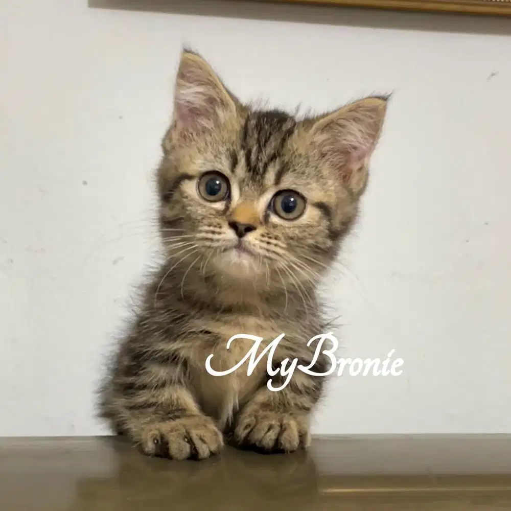 Kucing munchkin british jantan