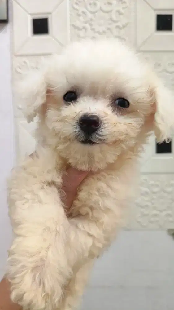 Mini Bichon female jaminan pure