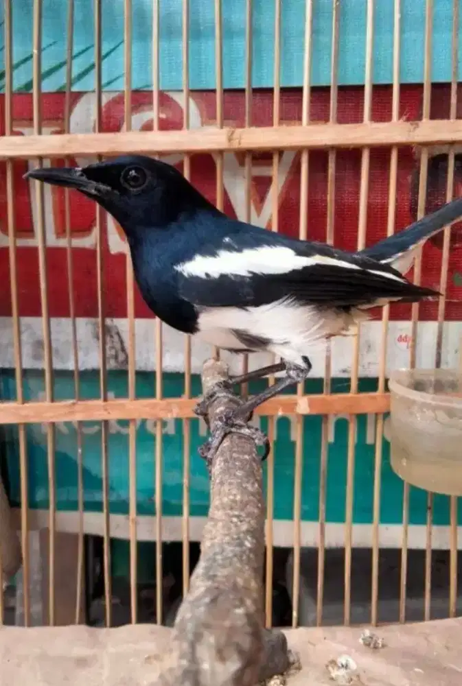 Kacer Dada Putih Jantan ORI Jabar Bodi Gede Bunyi Rajin Prospekan