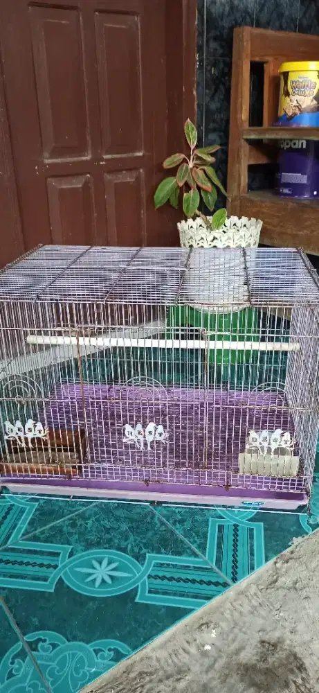 sangkar besi ternak lovebird