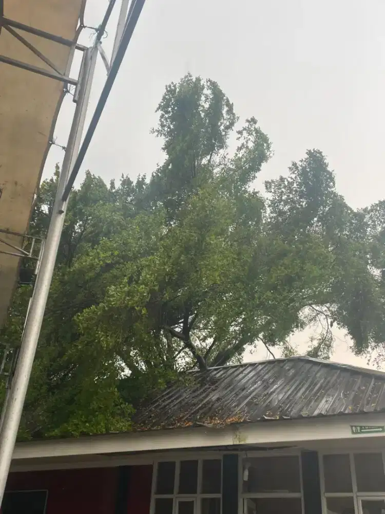 Cari orang untuk bantu potong pohon