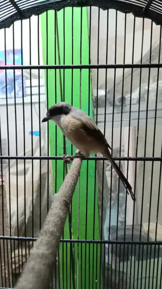 Cendet Sembur 1x urakan