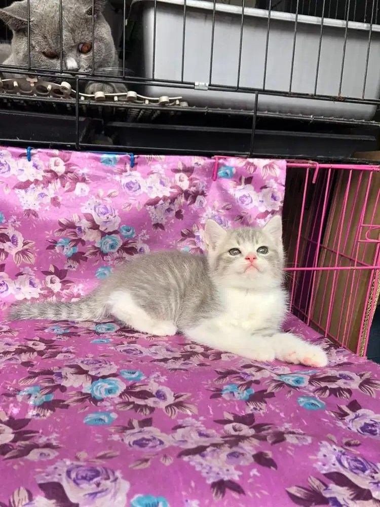 british short hair kitten warna lilac tabby