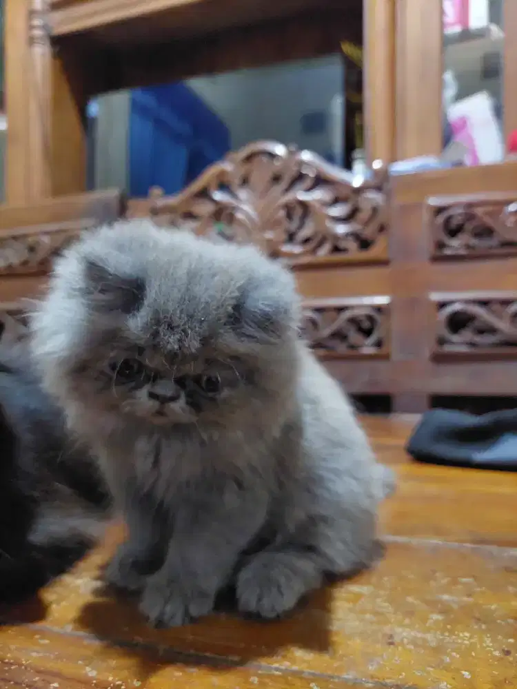 Kucing peaknose jantan 2 bln abu²