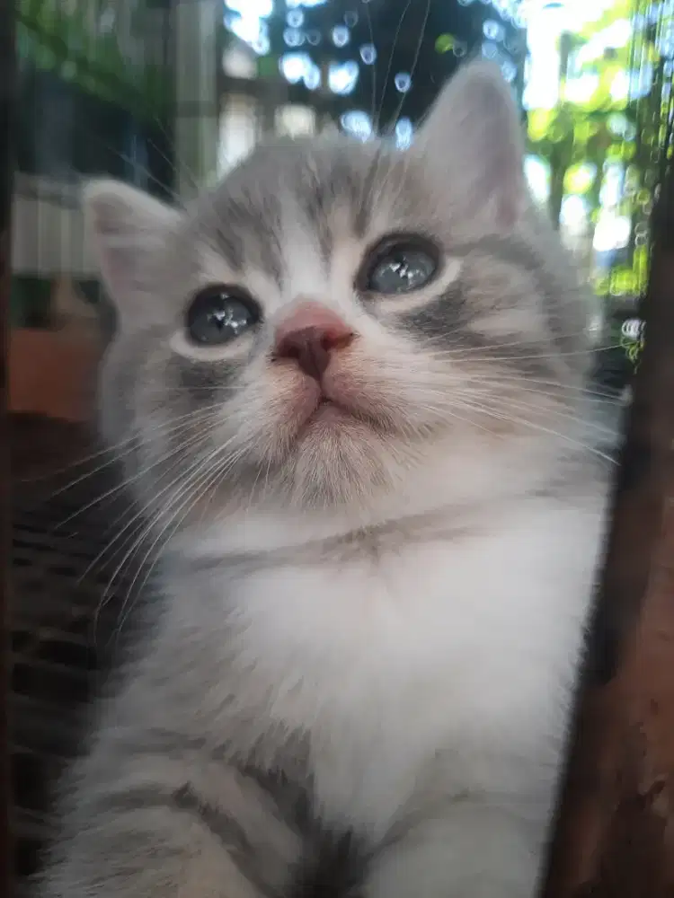 Kucing BSH british short hair