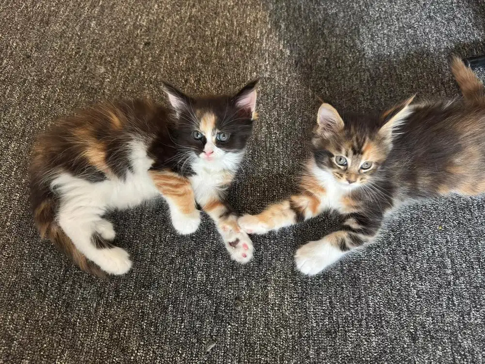 Maine Coon Pure Blood Line