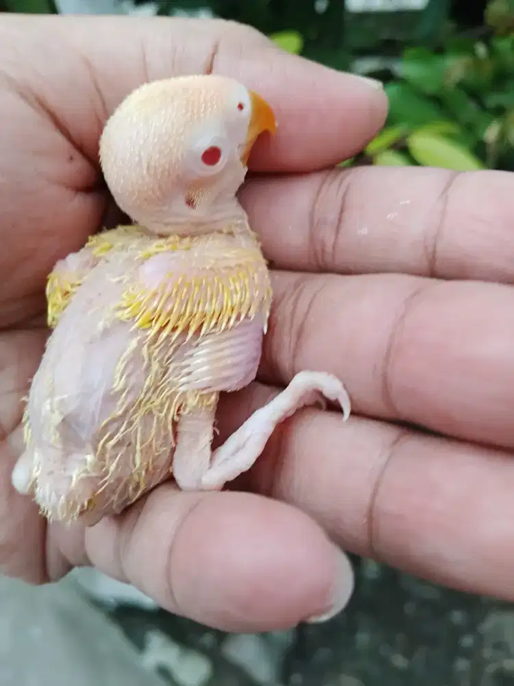 Lolohan lovebird lutino MM