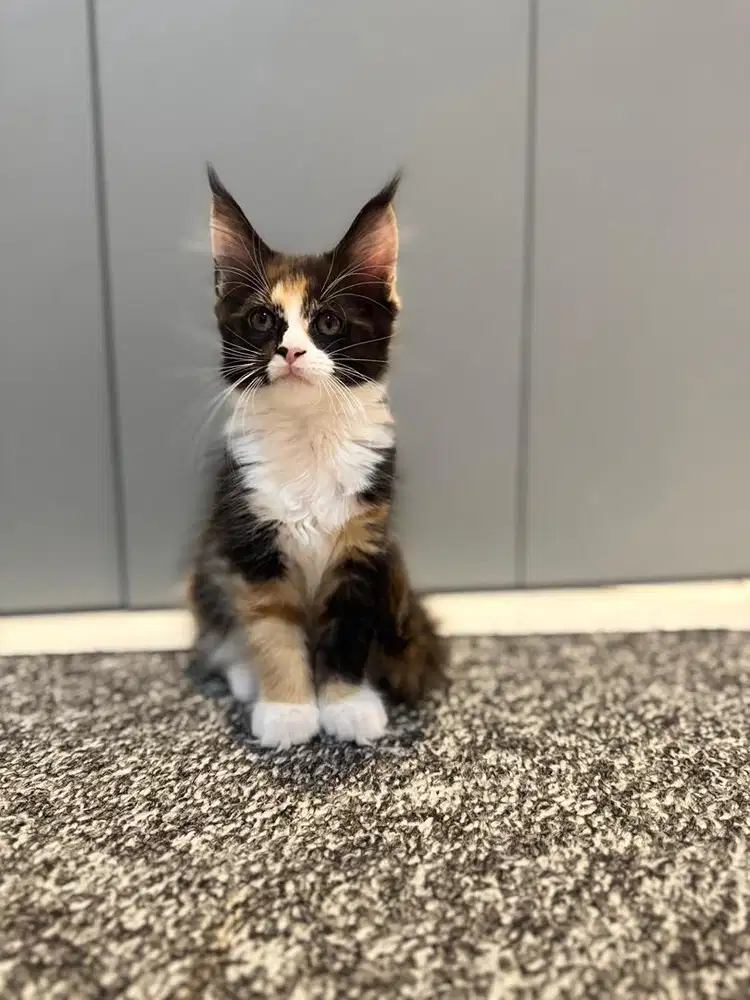 Maine Coon Pure Blood Line