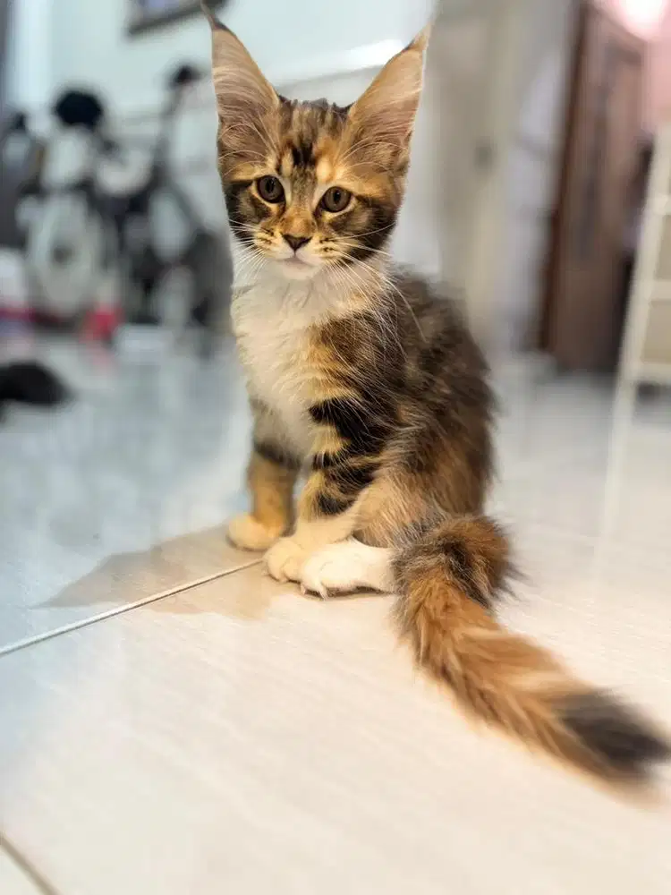 Maine Coon Pure Blood Line