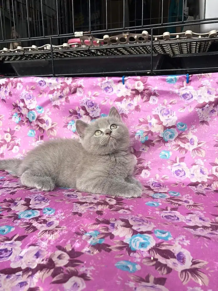 BSH british short hair blue solid