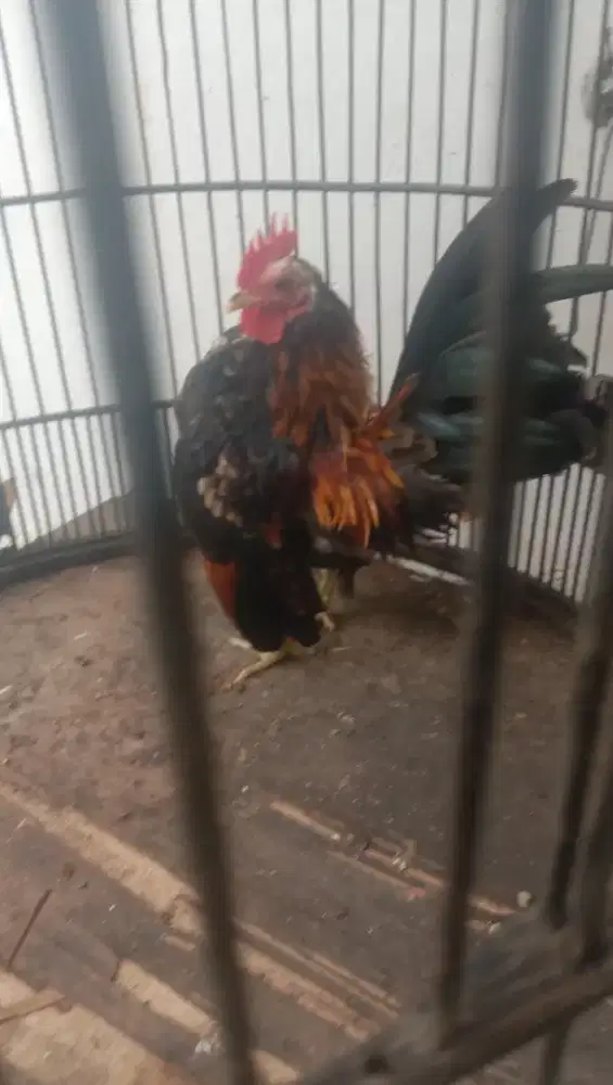 Ayam Serama jantan