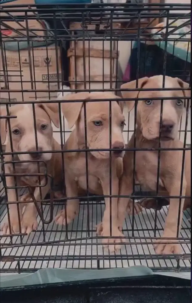 Puppy ptibull lengkap