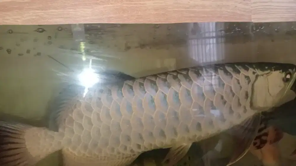 ARWANA AROWANA GOLDEN RED