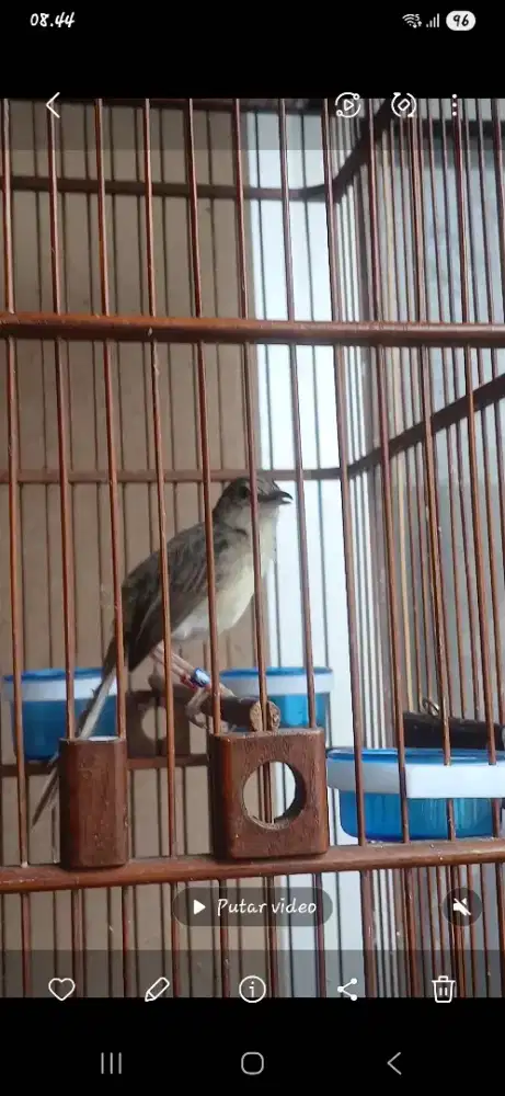 Ciblek gunung/cigun gacor