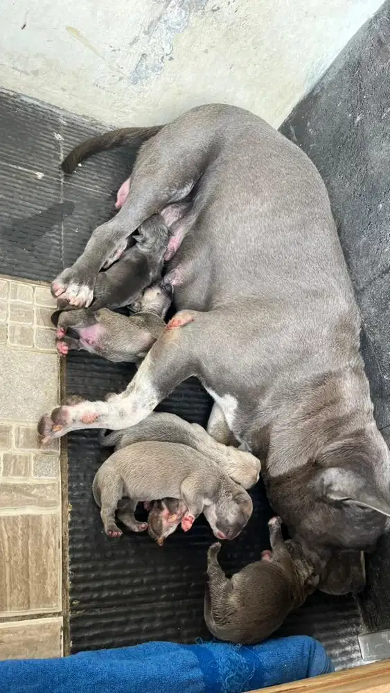 Jual Indukan plus Anak 4 Ekor American Bully Stamp Born
