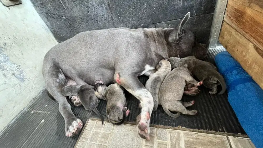 American Bully Stambum