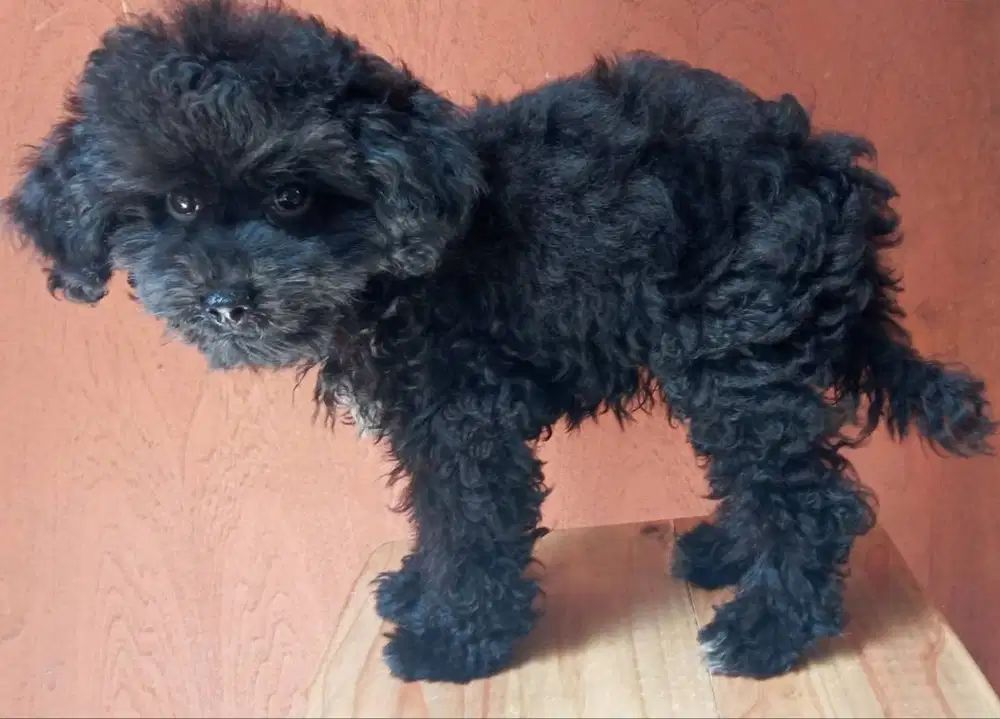 Toy poodle jantan