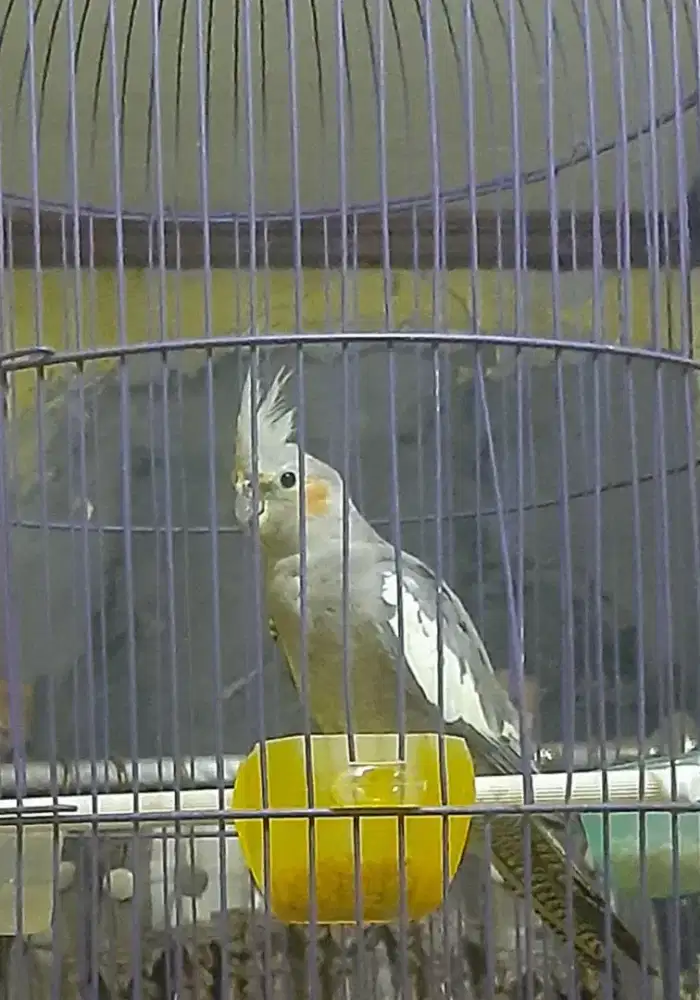 Burung falk betina warna abu abu  mulus tanpa minus