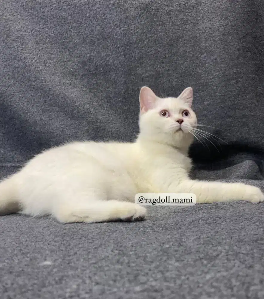 Kucing BSH White Solid Blue Eyes Betina