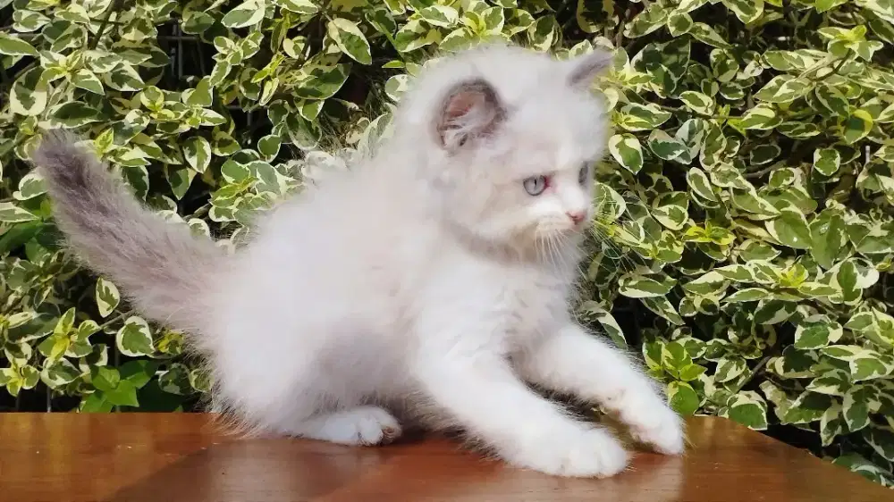 Kucing persia kitten