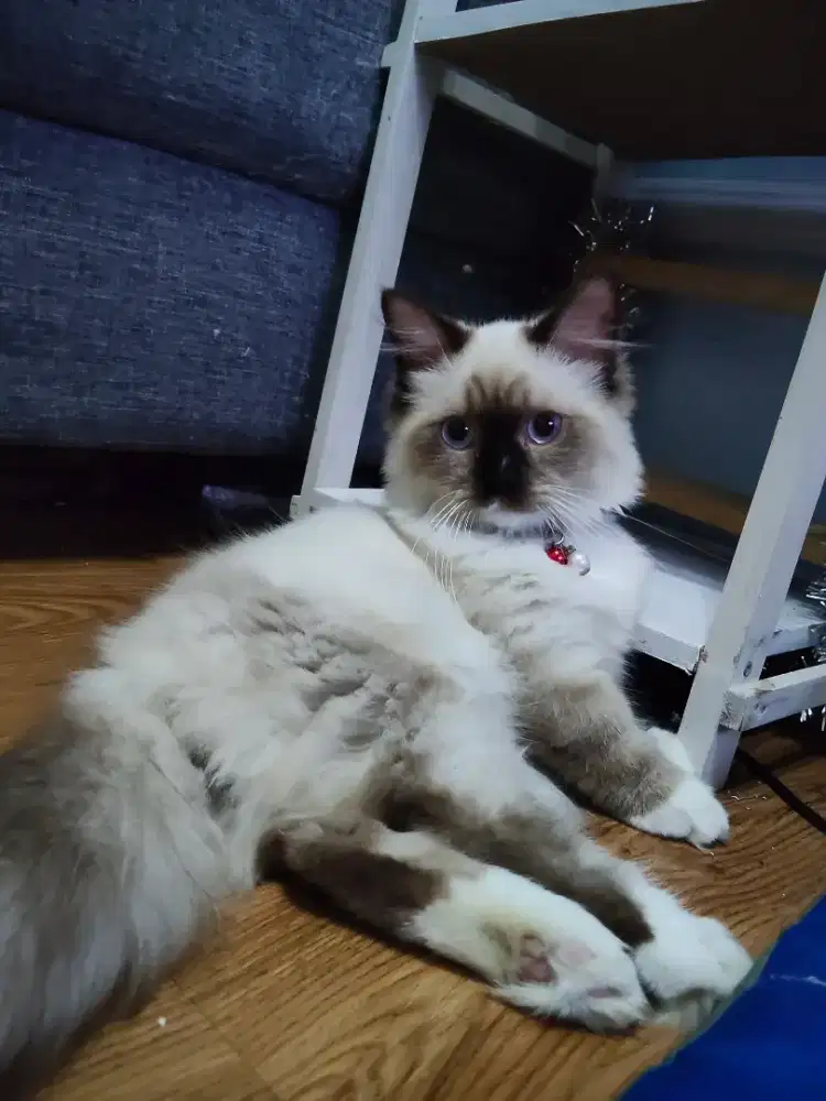 Kitten Munchkin jantan