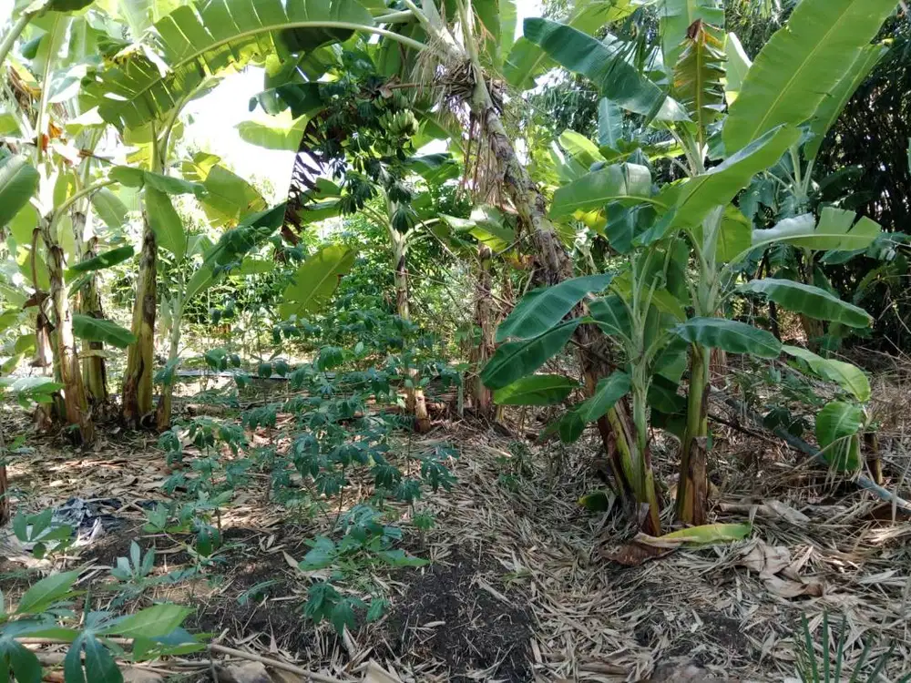 Tanah di jamus mranggen